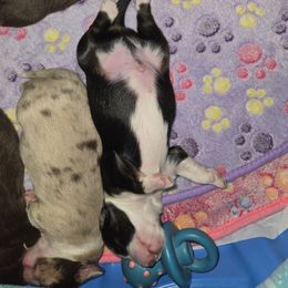 Miniature American Shepherd Puppies from Kubes Mini Aussies