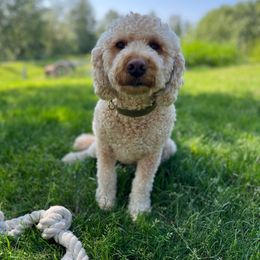 Ruby - Goldendoodle