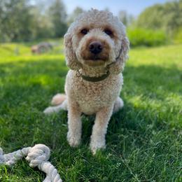 Ruby - Goldendoodle
