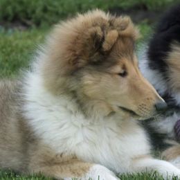 Collies from Val Hi Collies