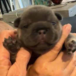 Cassie - Tricolors female French Bulldog puppy in Clifton, Texas from Blue Ribbon French Bulldogs