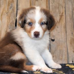 Halo - Red merle male Australian Shepherd puppy in San Tan Valley, Arizona from Mott Ranch - Blazin' Sun Aussies