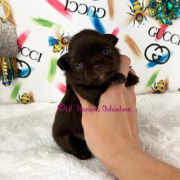 Tanjiro - Chocolate and tan male Chihuahua puppy in Anderson, South Carolina from Lil Treasures Chihuahuas