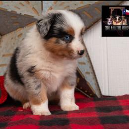 Granite - Blue merle male Australian Shepherd puppy in Granbury, Texas from Texas Miniature Aussies