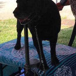 Labrador Retrievers from Sourwood Labradors