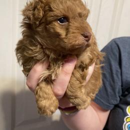 Petunia - Red female Aussiedoodle puppy in Columbia, Kentucky from Burton's Precious Doodles