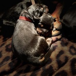 Doberman Pinscher Puppies from European Dobermans by Diana