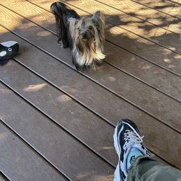 Chika - Blue and gold female Yorkshire Terrier puppy in Erda, Utah from Earthmountain Yorkies