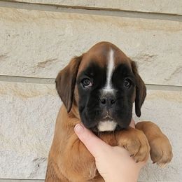 Girl 1 - Fawn Boxer puppy in Lafayette, Tennessee from Silver Rain