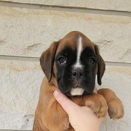 Girl 1 - Fawn Boxer puppy in Lafayette, Tennessee from Silver Rain