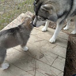 Siberian Husky Puppies from WILLIAM HUNDLEY