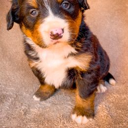 Bernedoodle, Bernese Mountain Dog, and Siberian Husky Puppies from Timberline Paws