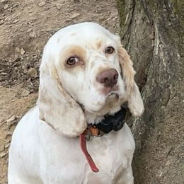 Cocker Spaniels from Clark’s Cocker Spaniels