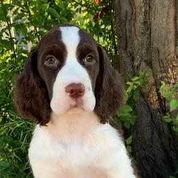 Jilly - Liver and white female English Springer Spaniel puppy in Scio, Oregon from Starlet Springers