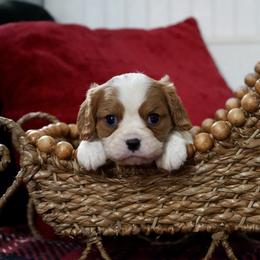 Holland - Blenheim male Cavalier King Charles Spaniel puppy in Lula, Georgia from Cavaliers by Crumley