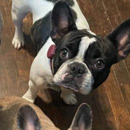 French Bulldog puppies from Evan Congleton's French Bulldogs