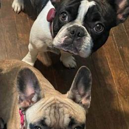French Bulldog puppies from Evan Congleton's French Bulldogs