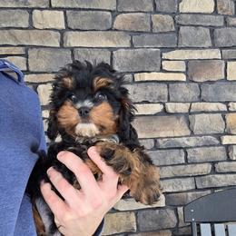 Gabe - Black and tan male Cavapoo puppy in Apple Creek, Ohio from Grandeur Valley Puppies