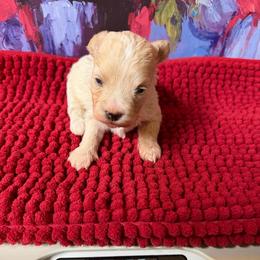 Princess - Apricot female Maltipoo puppy in Lawrenceburg, Tennessee from LUV Poodles and Maltipoos