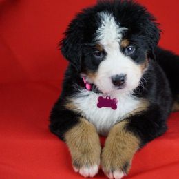 Bernese Mountain Dog Puppies from Lonesome Pine Farm