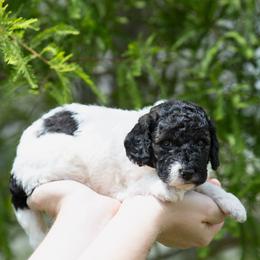 Parti Sable Male - Parti male Poodle puppy in Jacksonville, Florida from Lolo’s Aussiedoodle