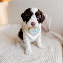 Liebe - Love litter - Chocolate male Australian Labradoodle puppy in Syracuse, Indiana from The Doodle Cove