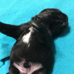 Miniature Schnauzer Puppies from Pamela Aumueller