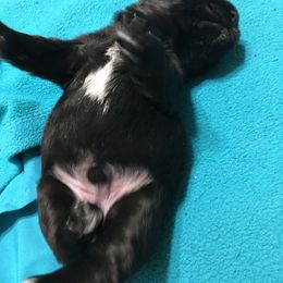 Miniature Schnauzer Puppies from Pamela Aumueller