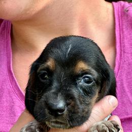 Female 4 - Black brown and white female Basset Hound puppy in Lindley, New York from Hill Top Basset Hounds & Cane Corso