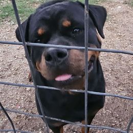 Rosey - Rottweiler