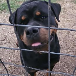 Rosey - Rottweiler