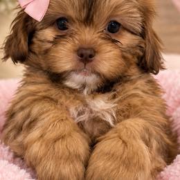 Nessie - Brown female Shihpoo puppy in Hudson, Florida from Thistle & Tails Shihpoos