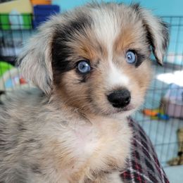 FRED (BlueGrey) - Blue merle male Miniature Australian Shepherd puppy in Norwood, Missouri from Looney Farm’s Toy & Mini Aussies