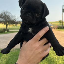 Pug puppies from Holland Pugs