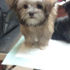 Mi-Ki Puppies from Rare Gem Mi-Ki’s LTD