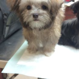 Mi-Ki Puppies from Rare Gem Mi-Ki’s LTD