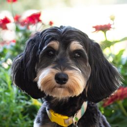 GiGi - Australian Labradoodle