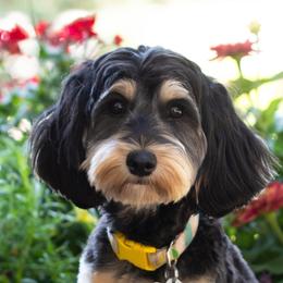 GiGi - Australian Labradoodle