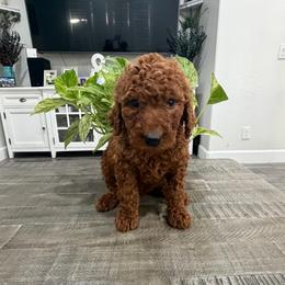 Burgundy - Red  female Goldendoodle puppy in Bakersfield, California from Lavish Doodles