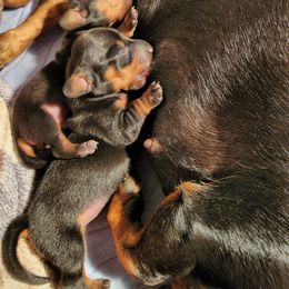 Dachshund and Doberman Pinscher Puppies from Living Hope Dobies and Doxies