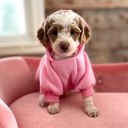 Bernedoodle and Poodle Puppies from Miranda’s Sunshine Kennels