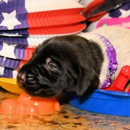 Boy number one - Liver and white male German Wirehaired Pointer puppy in Wallis, Texas from Jagged Edge German Wirehaired Versatility Dogs