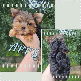 Leo - Black and tan male Yorkshire Terrier puppy in Wartburg, Tennessee from Amanda's Precious Pups