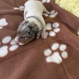 Dachshund Puppies from TLC Dachshund