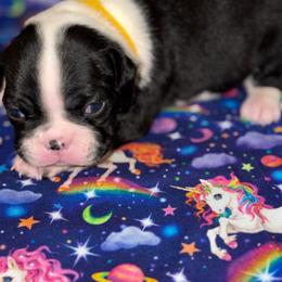 Yellow ribbon - Black brindle and white female Boston Terrier puppy in Cedar Hill, Texas from Baldwins Boston Terriers