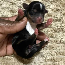 Girl 1 - Black and tan female Yorkshire Terrier puppy in Houston, Texas from Little things