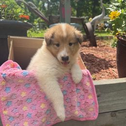 Emily - Sable merle and white female Collie puppy in Carencro, Louisiana from Cajun Bayou's Collies LLC