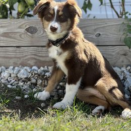 Miniature American Shepherd Puppies from All That Auss Mini Aussies