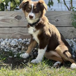 Miniature American Shepherd Puppies from All That Auss Mini Aussies