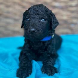 Benji - Black male Pyredoodle puppy in Willacoochee, Georgia from Kitandkboodle's Doodles